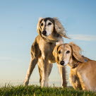 deux chien saluki dehors dont un allongé dans l'herbe