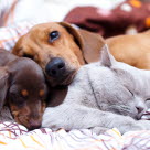 2 chiens et 1 chat dorment ensemble