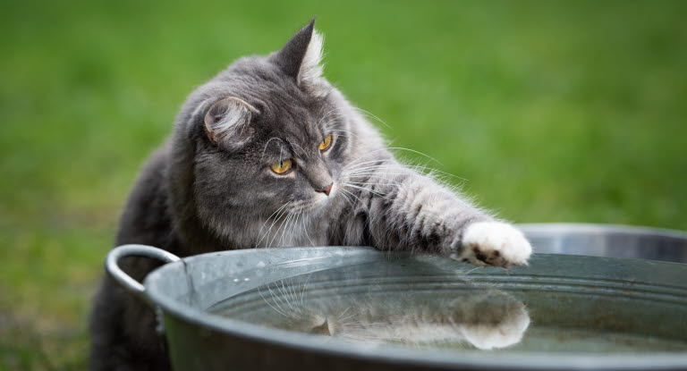 Chat qui joue avec de l'eau 
