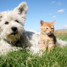 chien et chat dans l'herbe