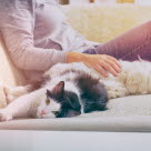 chien et chat sur canapé avec propriétaire