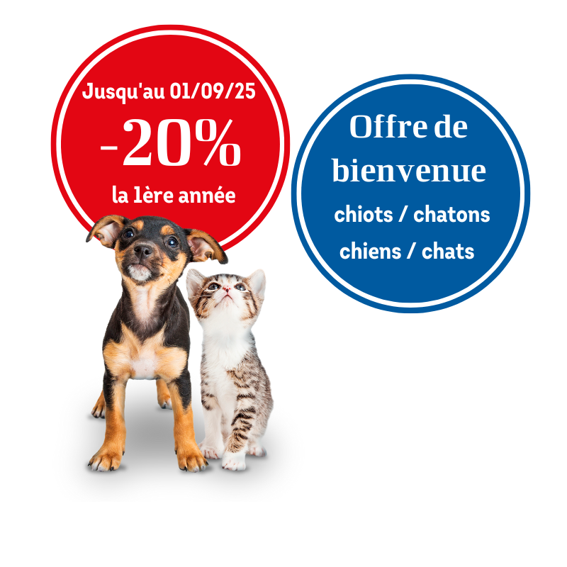 Un chiot et un chaton qui regardent en l'air 
