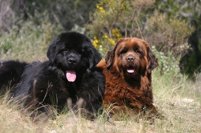 2 Terre Neuve noir et brun