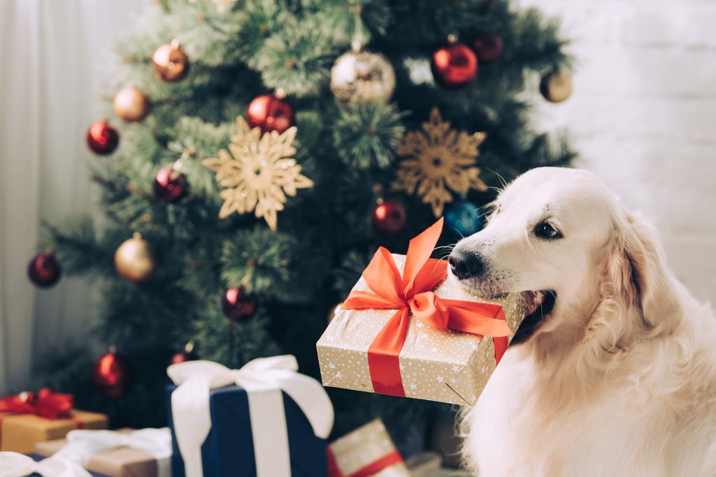 chien qui a un cadeau dans la gueule