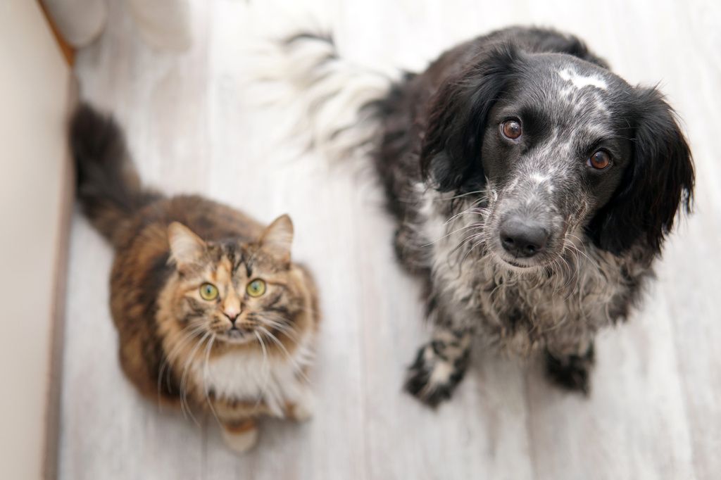 chat et chien qui regardent en haut