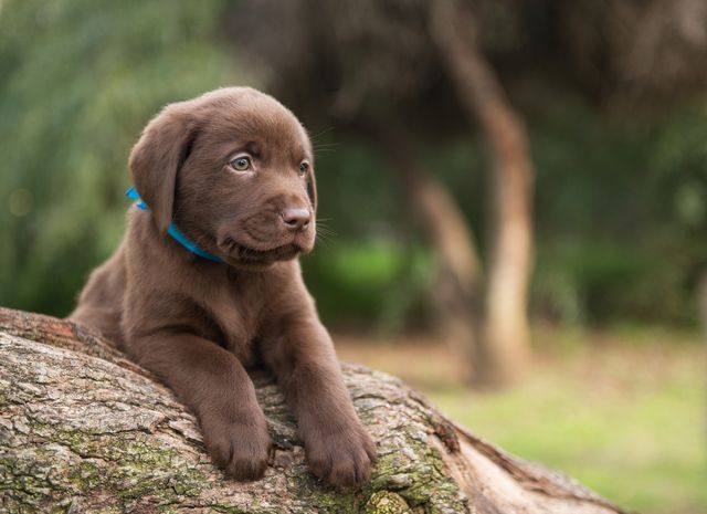 chiot labrador