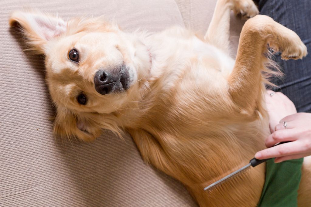 Un chien sur le dos en train de se faire brosser