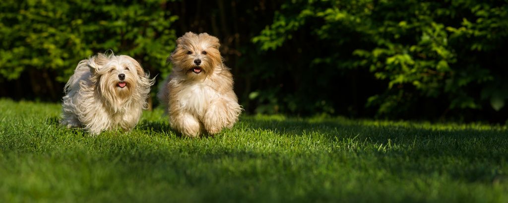 deux chiens qui courrent