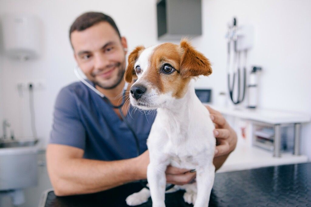 Chien blanc et brun chez le vétérinaire