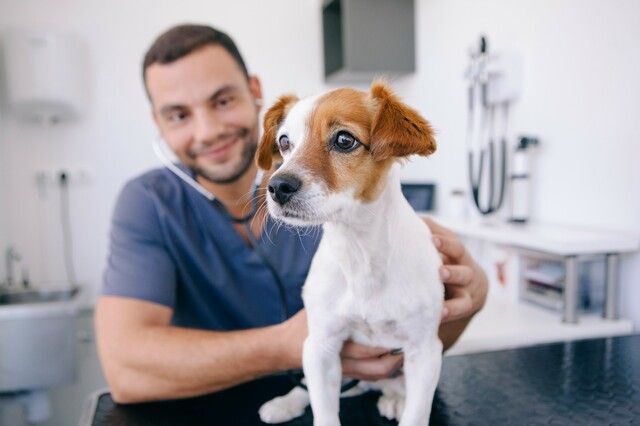 chien chez le vétérinaire