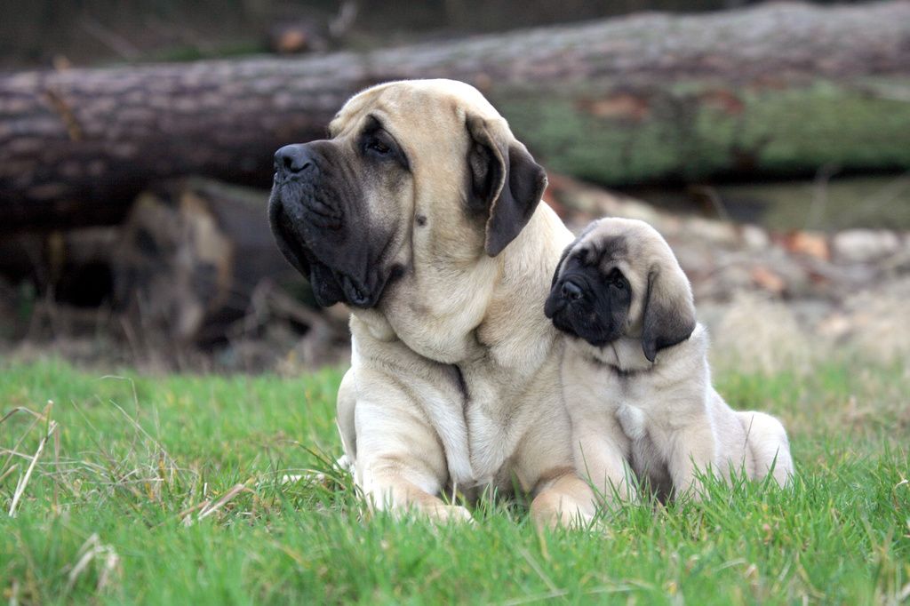 Un chien Mastiff et un chiot Mastiff