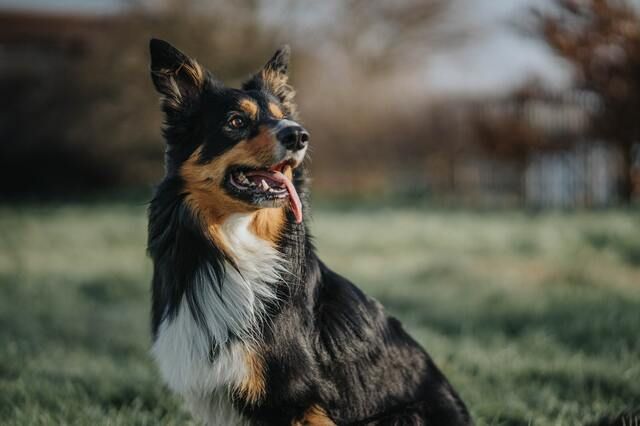 Chien dans le jardin 