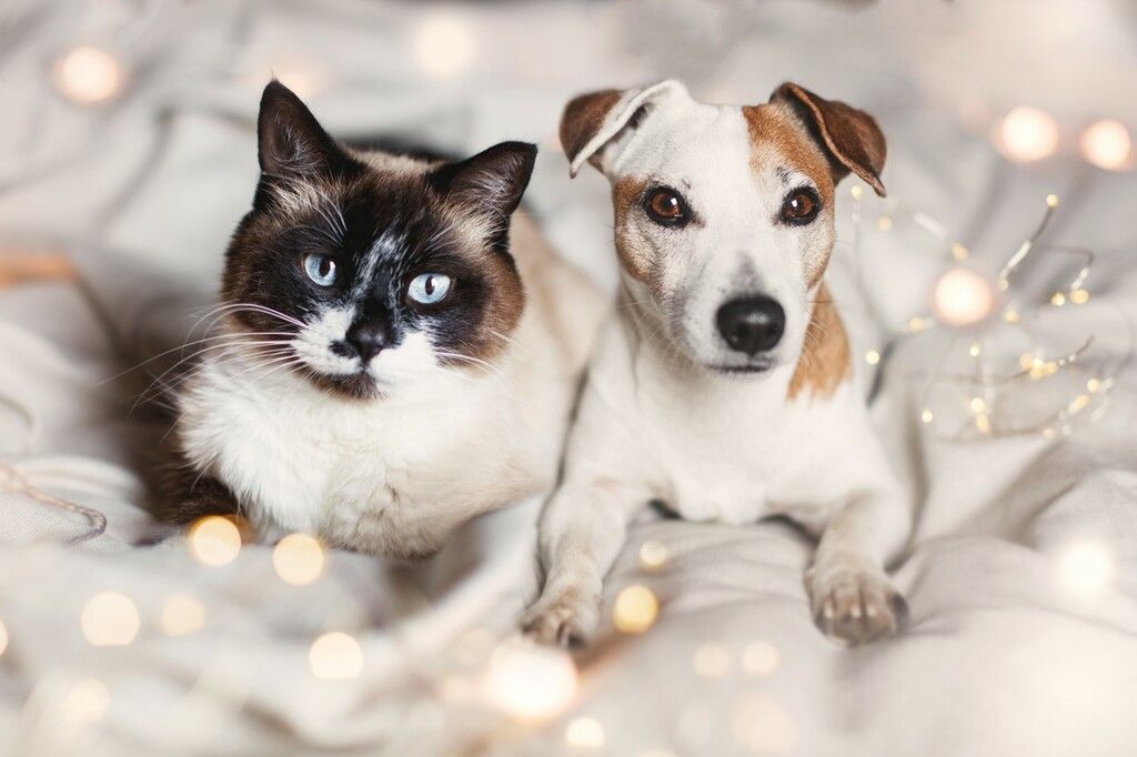 chien et chat sur un coussin avec des guirlandes derrière eux