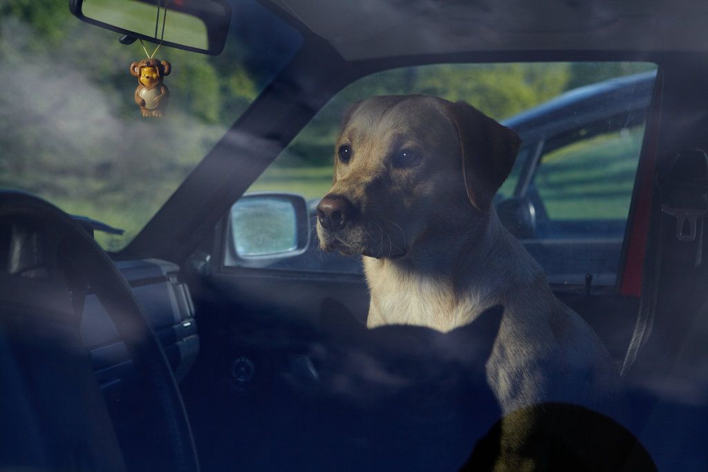 Chien enfermé dans une voiture qui regarde dehors