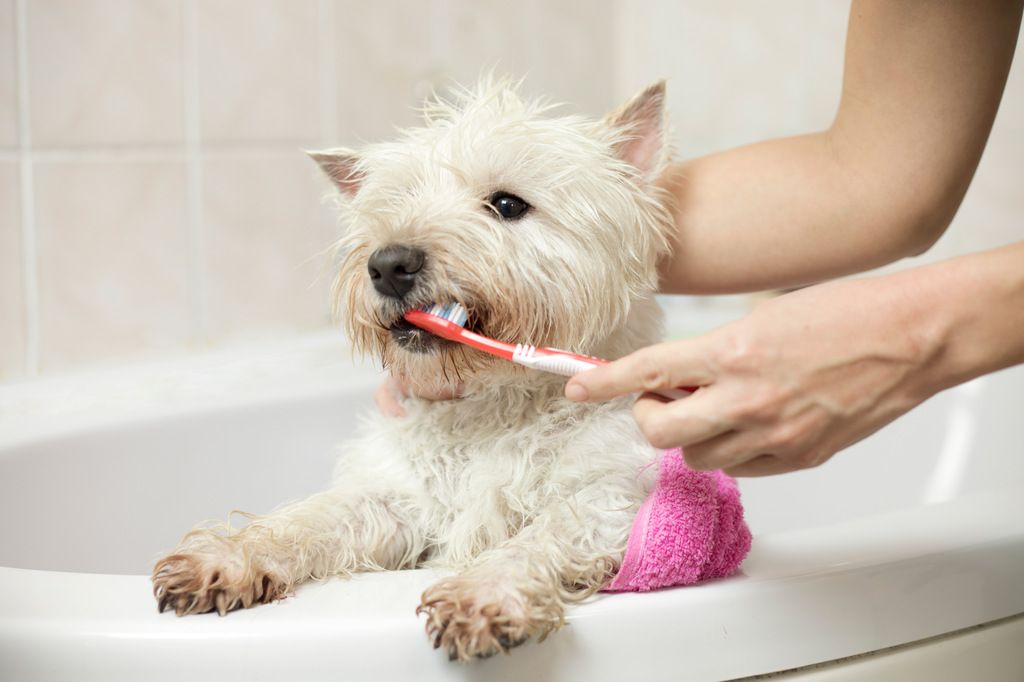 Brosser les dents de son chien