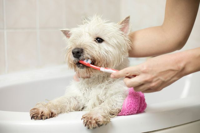 Brosser les dents de son chien