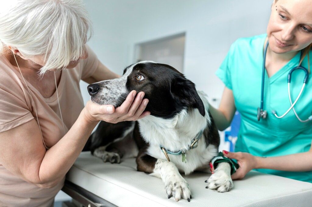 Chien chez le vétérinaire