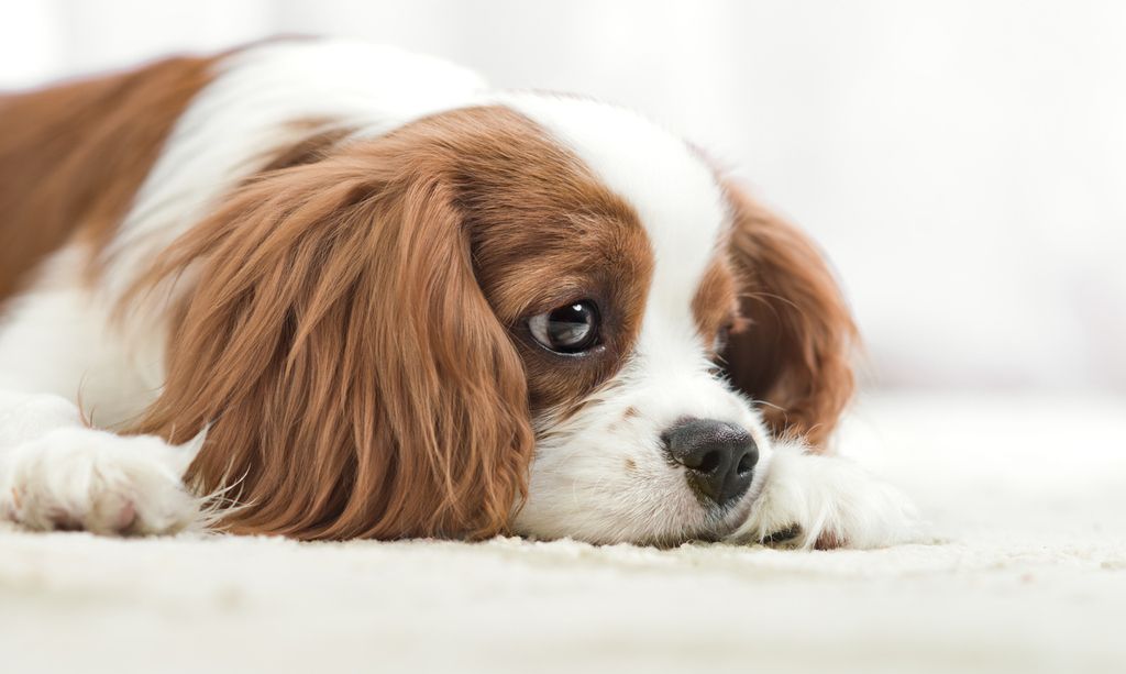 Cavalier King Charles triste