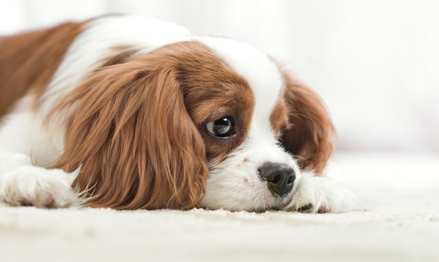 Cavalier King Charles triste