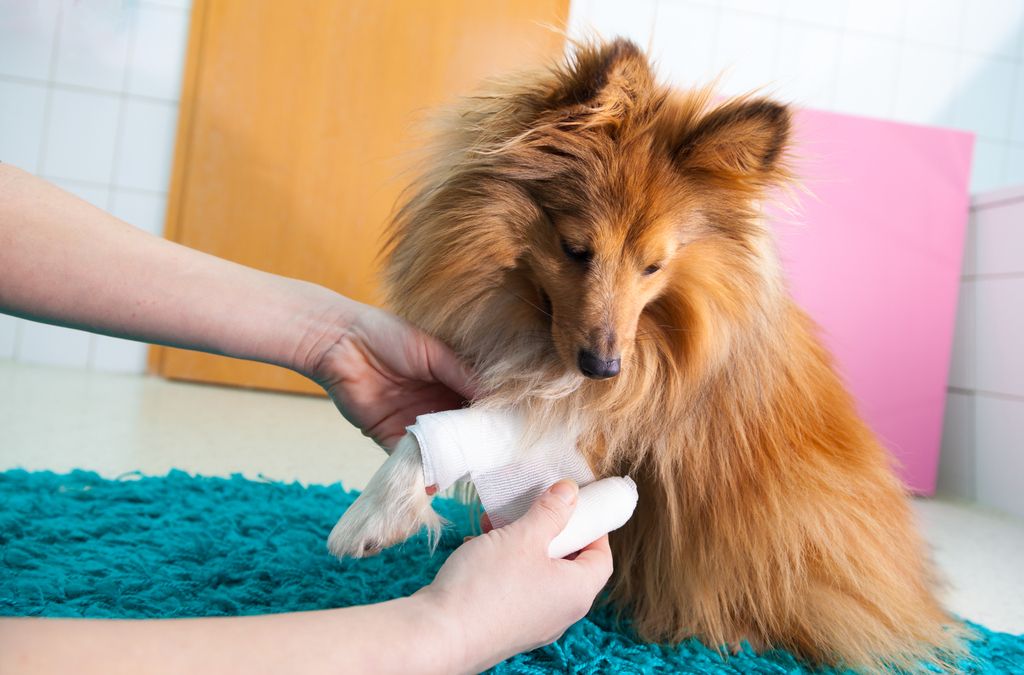 Chien se faisant bander la patte