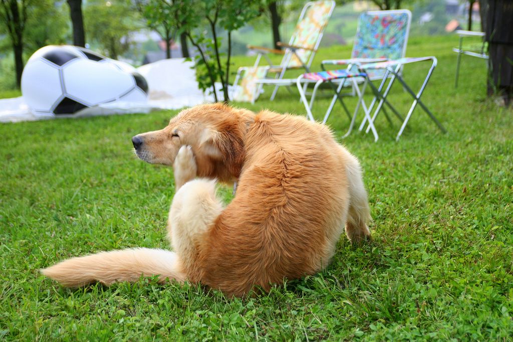 chien qui se gratte