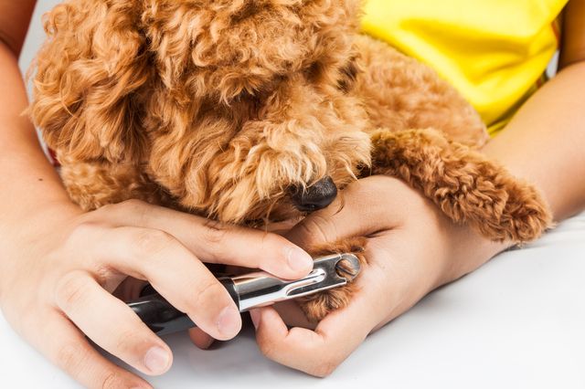 Un chien se laisse couper les griffe
