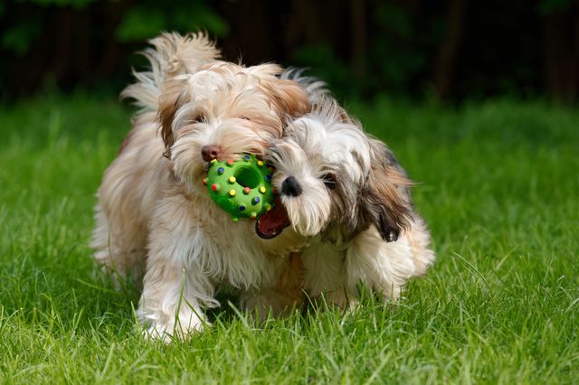 bichons havanais
