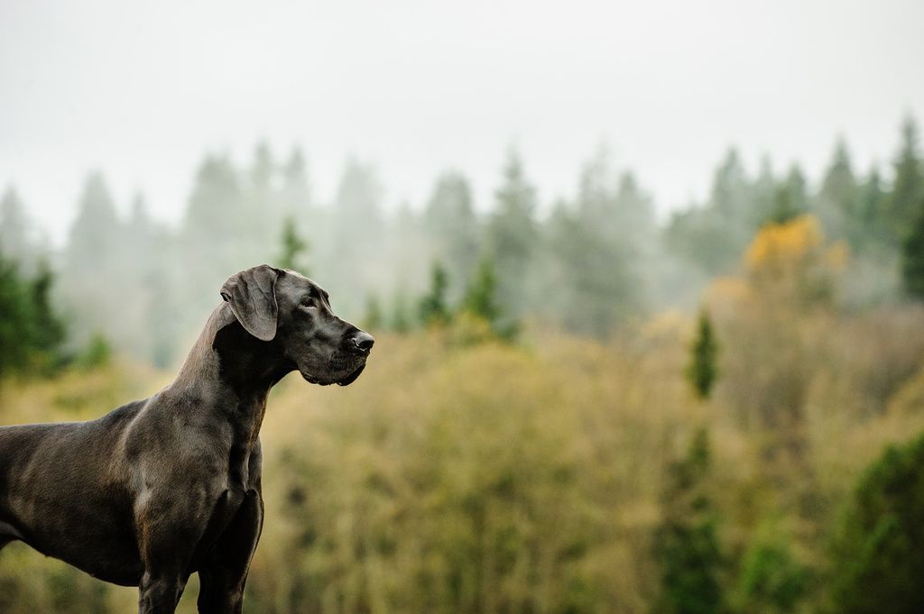 Dogue Allemand noir