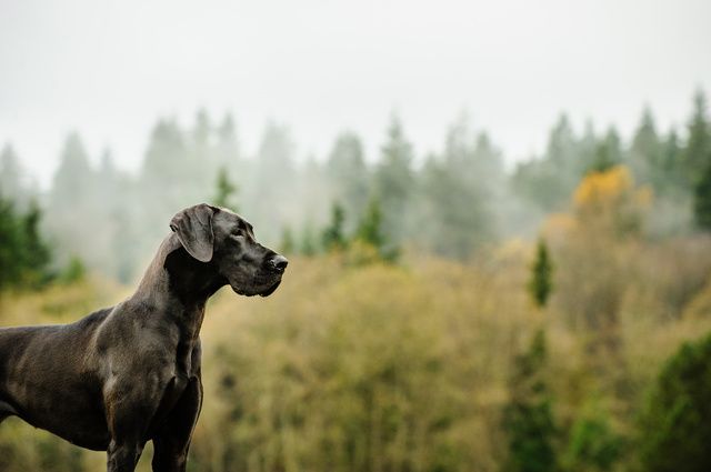 Dogue Allemand noir