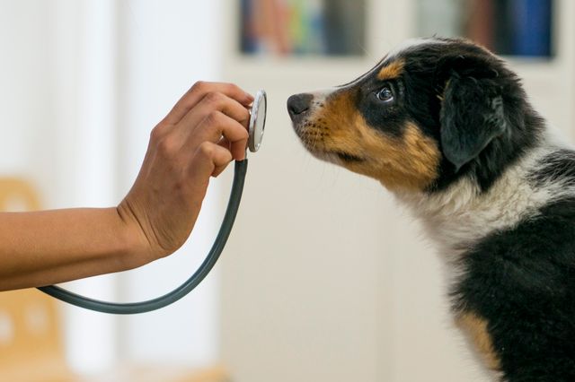 chien qui sent un stéthoscope