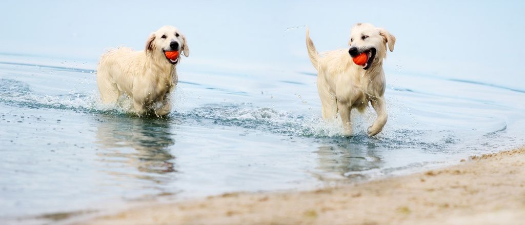 deux golden retriever dans l'eau