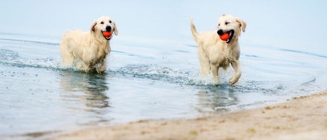 deux golden retriever dans l'eau