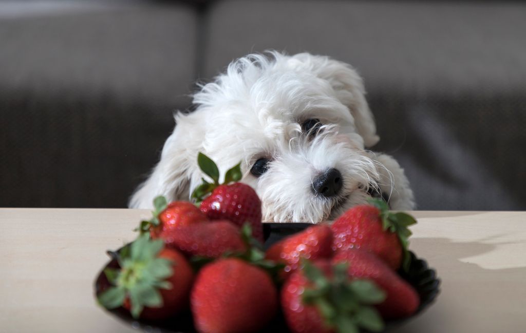 Chien blanc qui regarde des fraises  sur une assiette