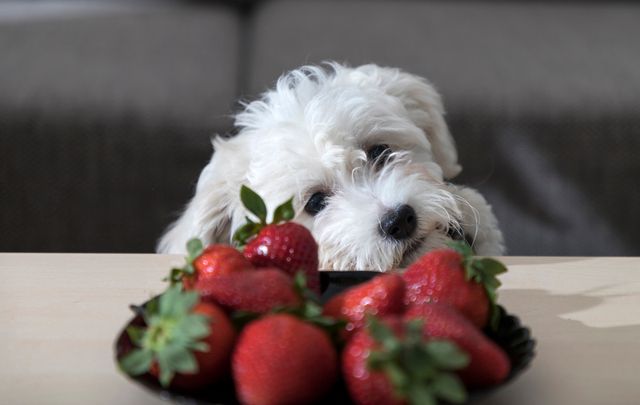 Chien blanc qui regarde des fraises  sur une assiette