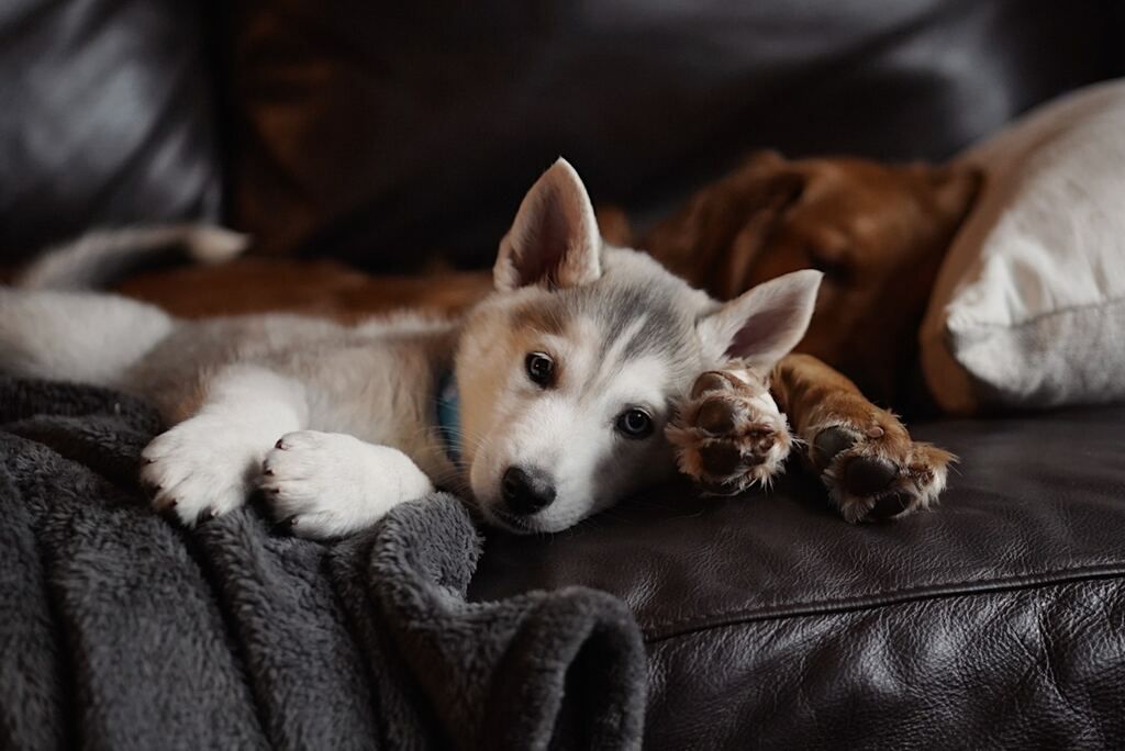 deux chiots dont un husky sur un canapé allongés