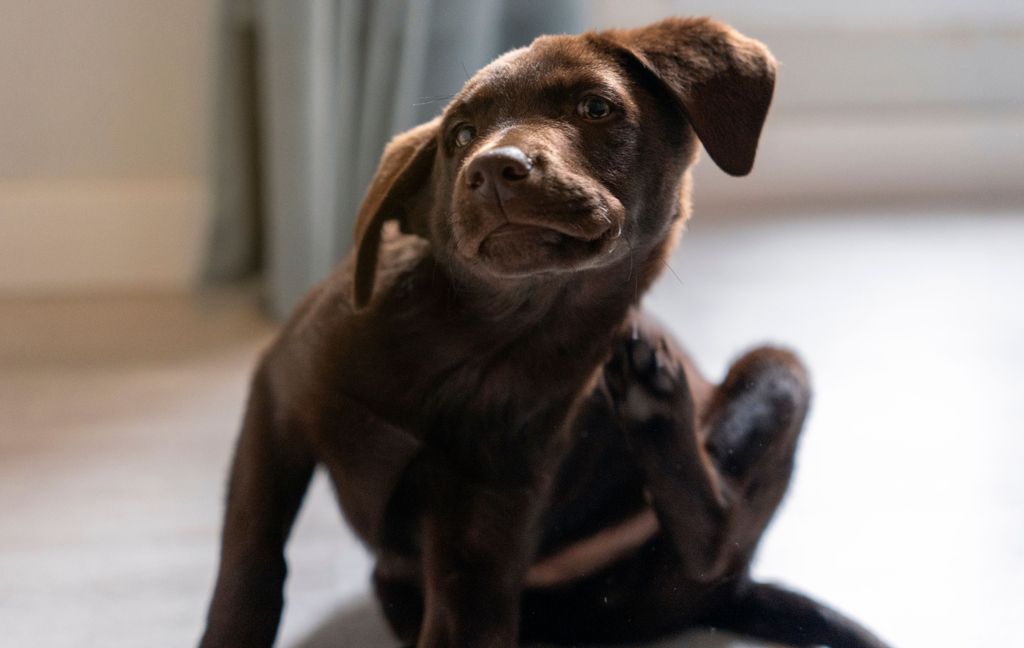 golden retriever qui se gratte