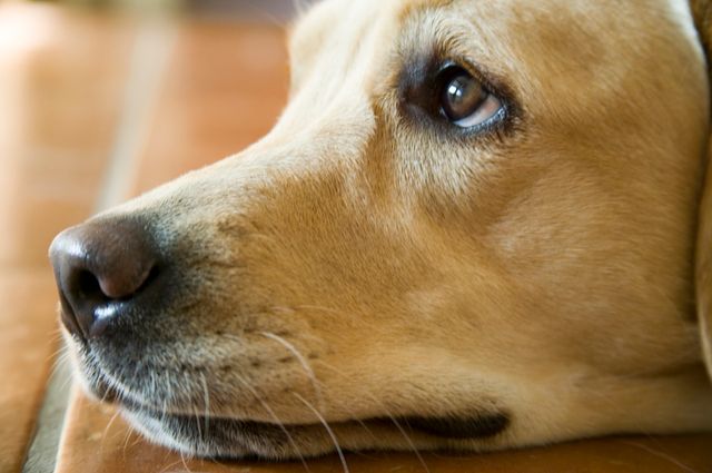 chien triste
