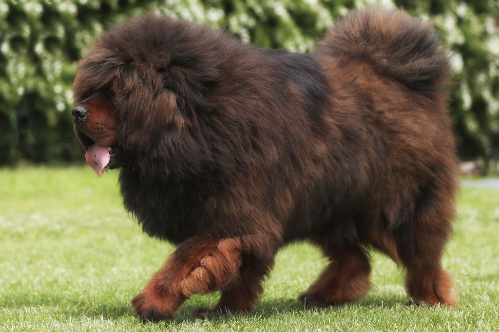 Dogue du Tibet brun avec la langue tirée