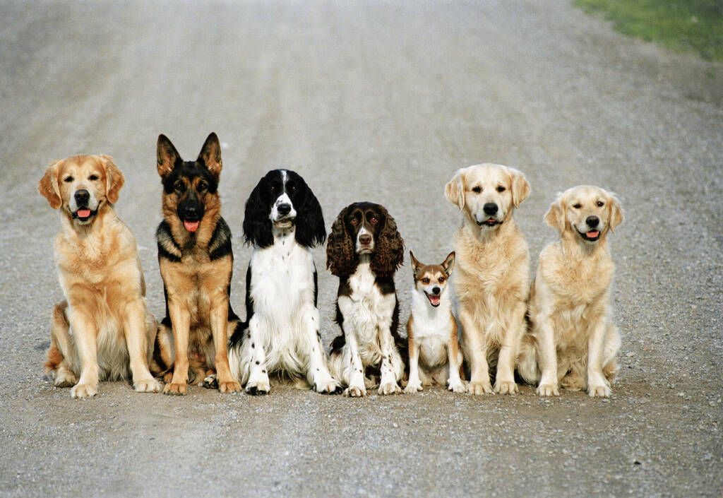 plusieurs chiens qui sont assit en ligne sur la route