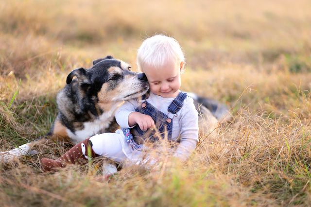 Chien berger près d'un bébé et qui le lèche