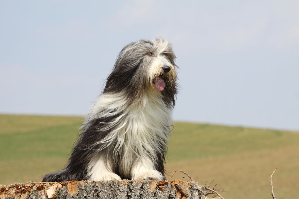Chien Bearded Collie assit