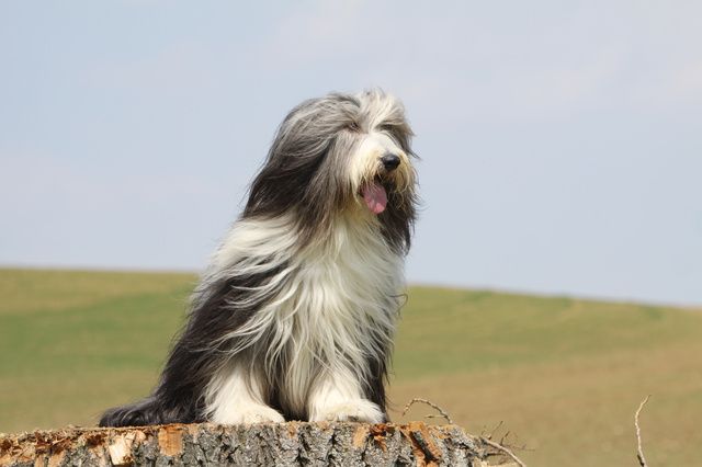 Chien Bearded Collie assit