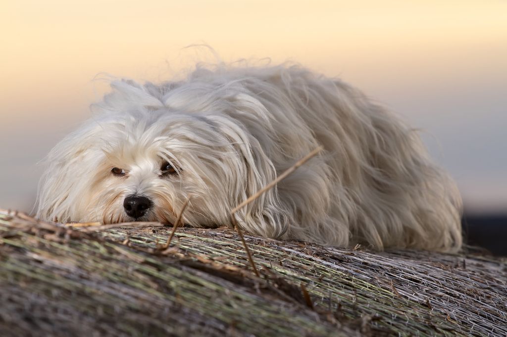 Chien blanc à poils long allongé par terre