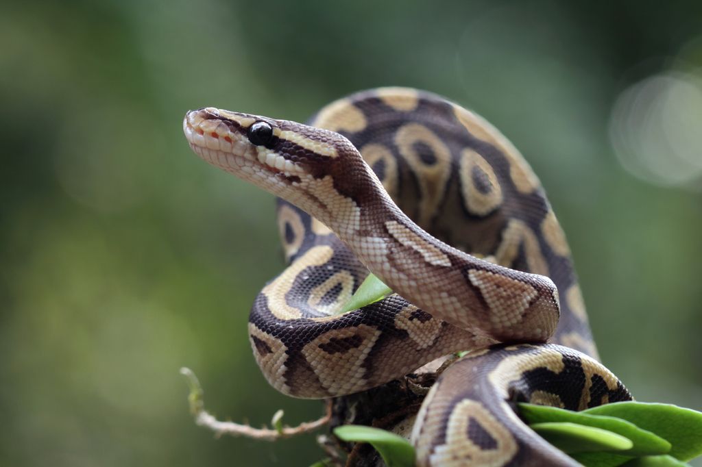 serpent sur une branche