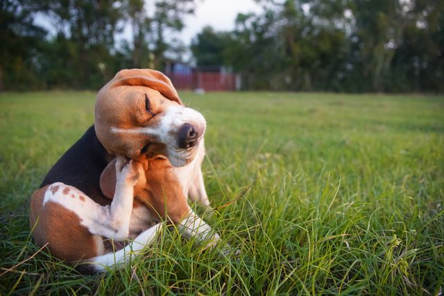 chien qui se gratte