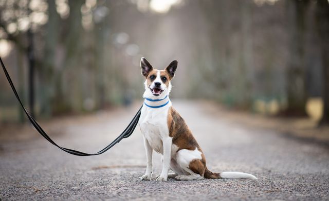chien avec une laisse