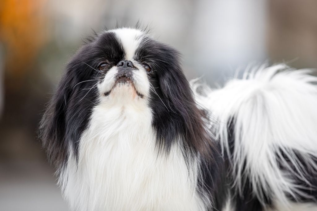 Chien Pékinois