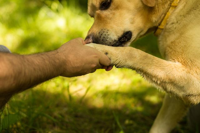 chien qui donne la patte 