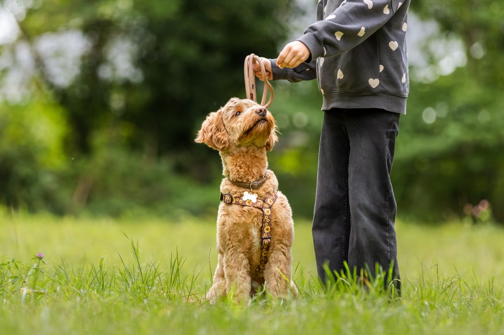 Chien  assit dans l'herbe