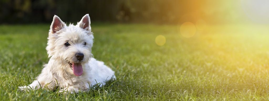 chien couché dans l'herbe